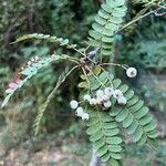 Sorbus koehneana Leaf