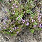 Thymus serpyllum 花
