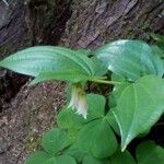 Prosartes smithii Leaf