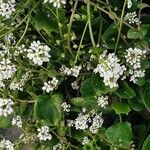 Cochlearia anglica आदत