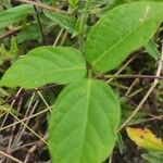 Centrosema virginianum Blatt