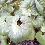 Asarum caudatum Yaprak