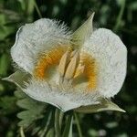 Calochortus subalpinus 花