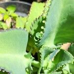 Bryophyllum laetivirens 花