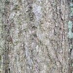 Quercus velutina Bark