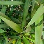 Cordyline stricta Hostoa