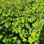 Oxalis fontana Leaf