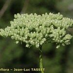 Katapsuxis silaifolia Mosusu