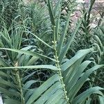 Arundo donax পাতা