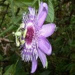 Passiflora menispermifolia 花