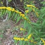 Solidago caesiaКвітка