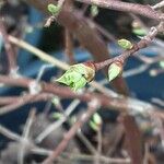 Vaccinium corymbosum Листок