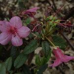 Rhododendron glaucophyllum