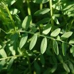 Vicia lens Hoja