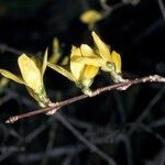 Forsythia japonica