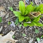 Symplocarpus foetidus Leaf