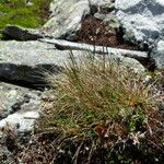 Festuca viviparoidea Hàbitat