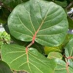 Coccoloba uvifera 葉