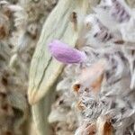 Stachys byzantina Flower