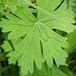 Geranium aculeolatum Leaf