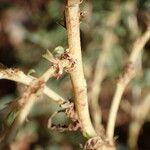 Amaranthus albus Bark