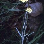 Erysimum virgatum Vekstform