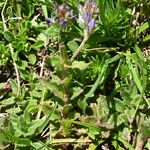 Veronica orsiniana Other