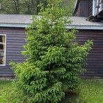 Picea mariana Blatt