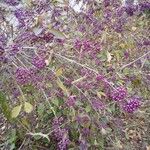 Callicarpa bodinieri 整株植物