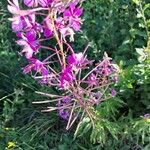 Epilobium angustifoliumCvet