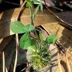 Trifolium lappaceum Blad