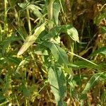 Isatis tinctoria Leaf