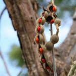 Erythrina abyssinica Fruit
