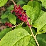 Phytolacca acinosa果實