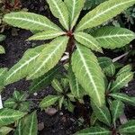 Chimaphila maculata Hoja