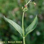 Scrophularia oblongifolia Övriga