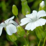 Vaccaria hispanica 花