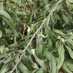 Pyrus salicifolia Leaf