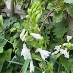 Ornithogalum candicans Hábito