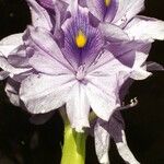 Pontederia crassipes Цвят