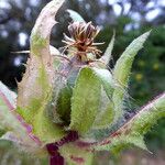 Centaurea benedicta Fruit