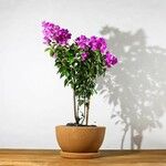 Bougainvillea glabraᱥᱟᱠᱟᱢ