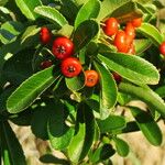 Pyracantha koidzumii Frukt