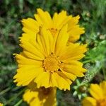 Coreopsis lanceolataFlower