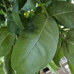 Eucalyptus cinerea Leaf