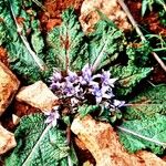 Mandragora officinarum ഇല