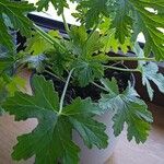 Pelargonium graveolens Leaf