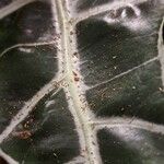 Alocasia longiloba Leaf