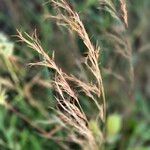 Aristida adscensionis Flower