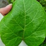 Croton arboreus Leaf